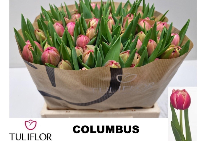 <h4>TULIPA DU 'COLUMBUS'</h4>