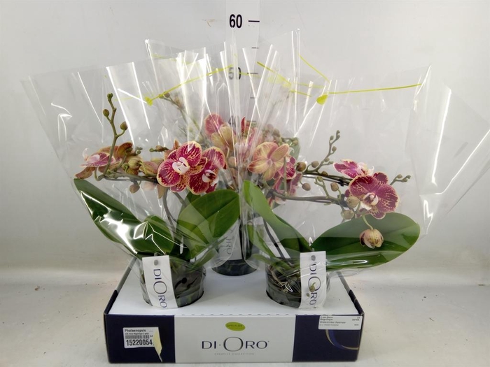 <h4>Phalaenopsis   ...</h4>