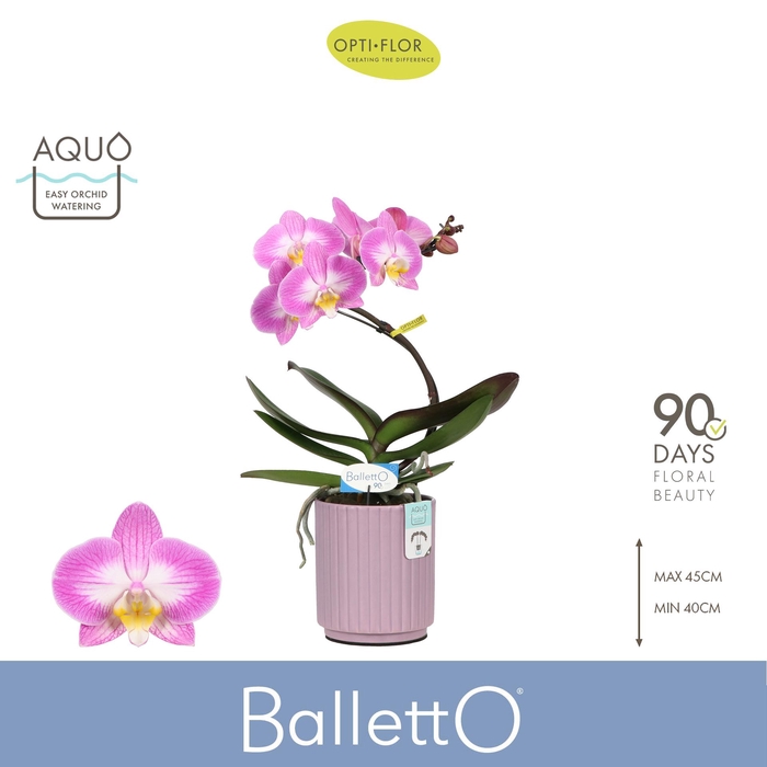 <h4>Balletto Spinturn 1 spike in Molise Lilac Aquo</h4>