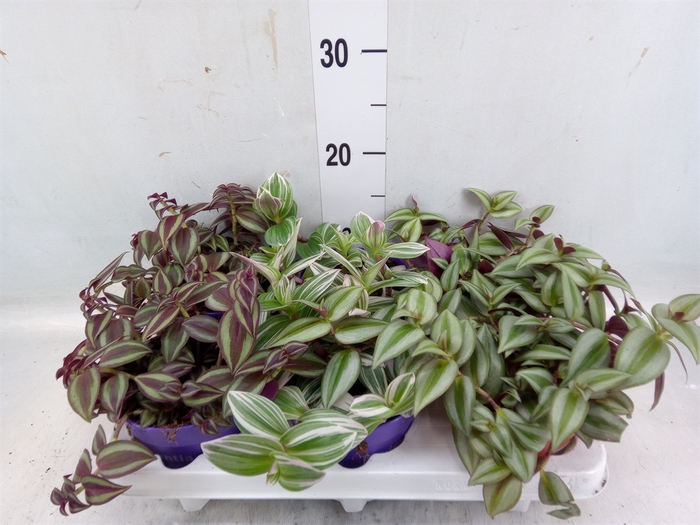 <h4>Tradescantia   ...mix</h4>