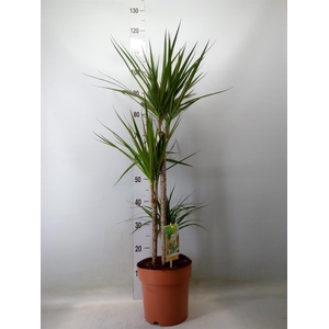 Dracaena marg.