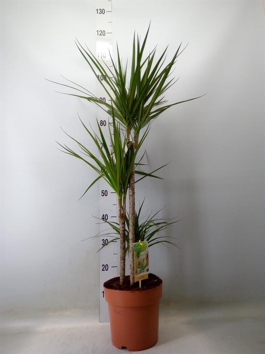 <h4>Dracaena marg.</h4>