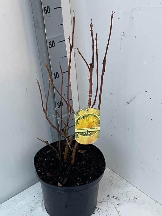 <h4>RHOD MO KLONDYKE</h4>