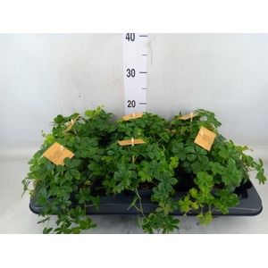 Parthenocissus  'Sugar Vine'