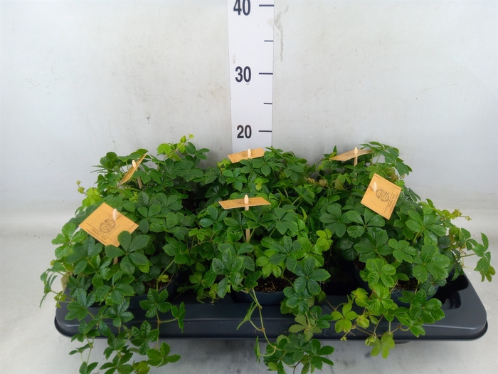 <h4>Parthenocissus  'Sugar Vine'</h4>