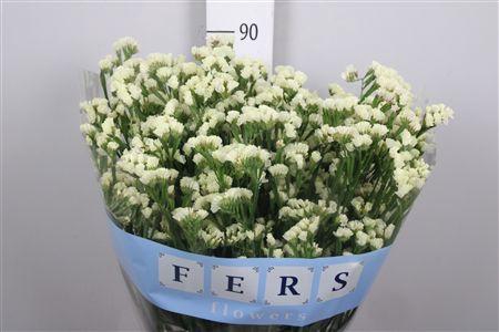 <h4>Lim S Starlight Wings</h4>