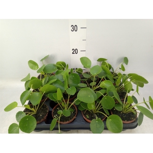 Pilea peperomoides