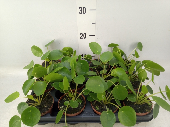 <h4>Pilea peperomoides</h4>