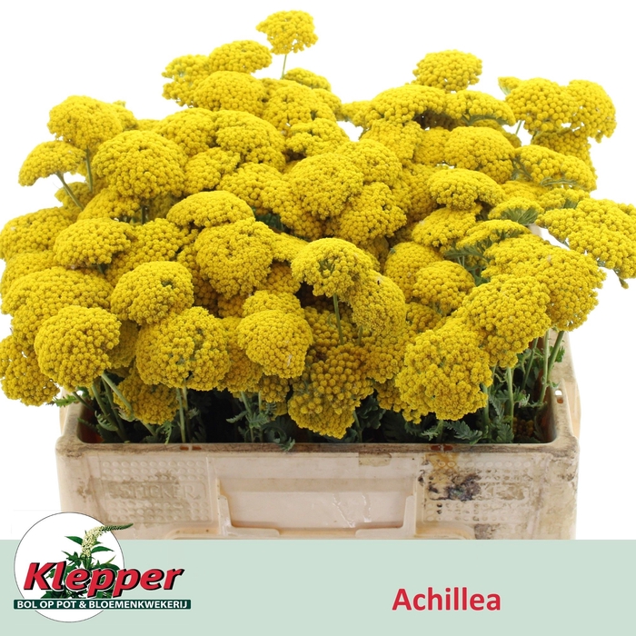 <h4>ACHIL F PARK VARIETY</h4>