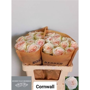 R Gr Cornwall