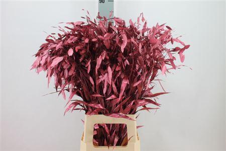 <h4>Chasmanthium Klb Metal. Red</h4>