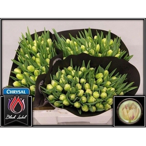 TU DOU FLAMING MARGA