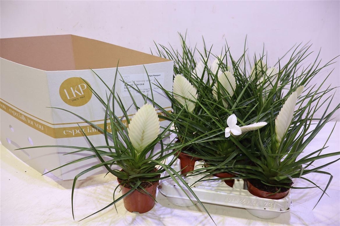 <h4>Till Cy Biancini</h4>