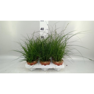 Carex brunnea
