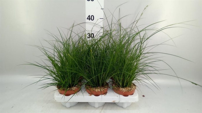 <h4>Carex brunnea</h4>