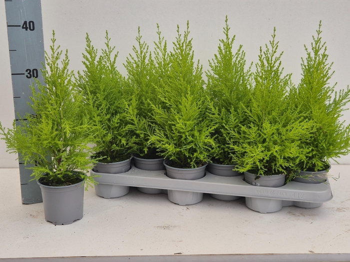 <h4>CUPR MA GOLDC WILMA</h4>