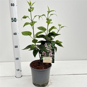 Syringa
