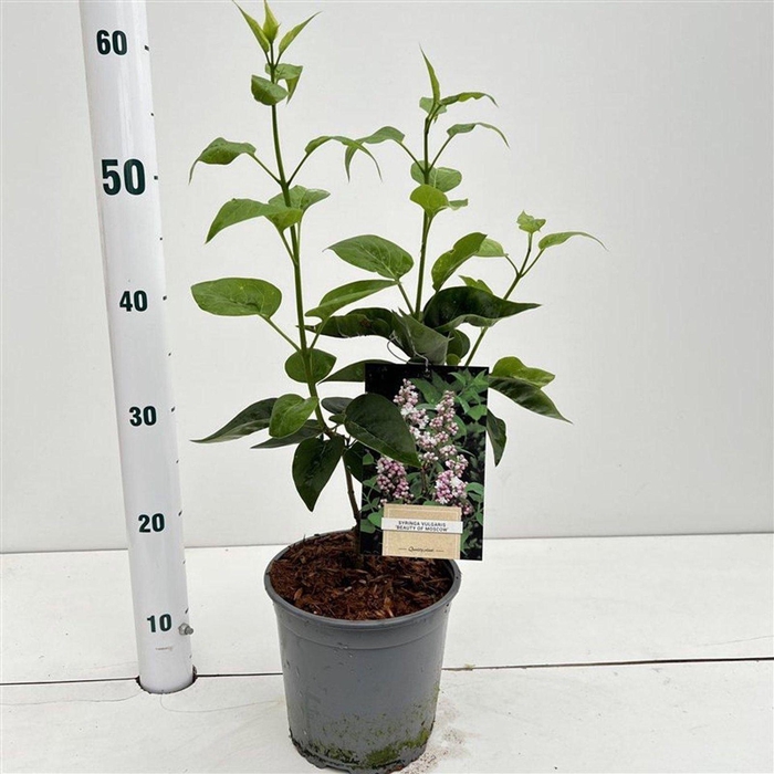 <h4>Syringa</h4>