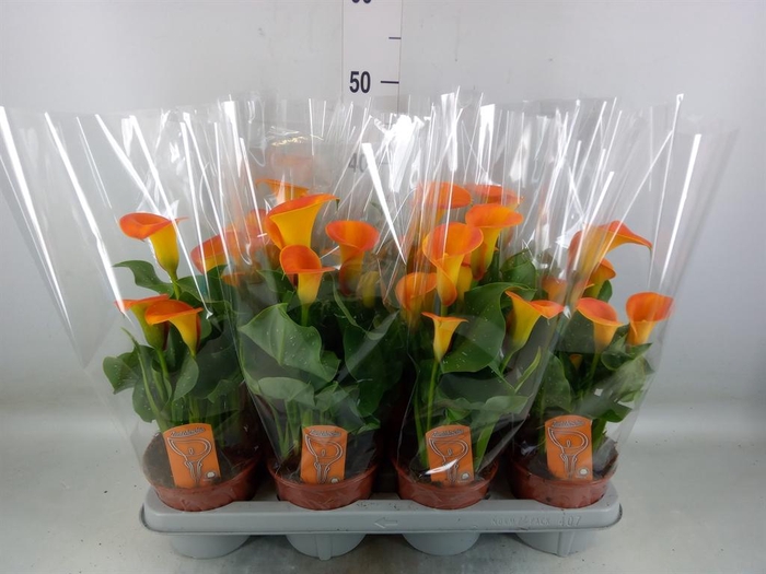 <h4>Zantedeschia   ...</h4>