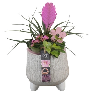 PTIB6534 Arrangement Indoor in beton pot