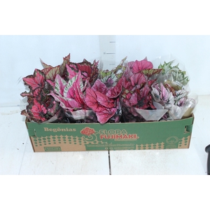 BEGONIA BELEAF P11 PO