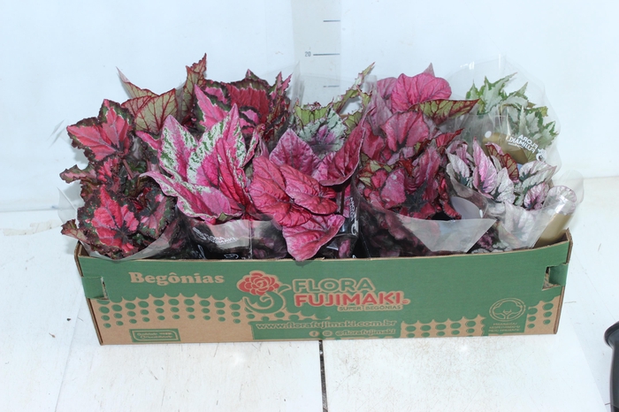 BEGONIA BELEAF P11 PO