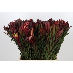 Leucadendron Safari Sunset