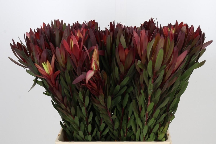 <h4>Leucadendron Safari Sunset</h4>