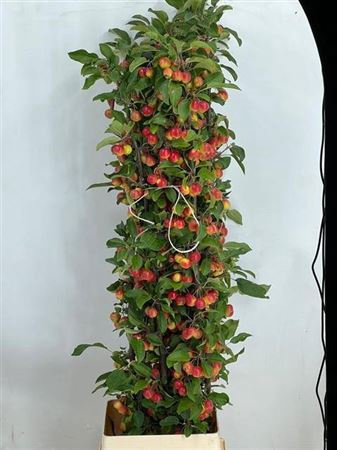 <h4>Malus Gorgeous</h4>