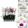 Phalaenopsis gemengd
