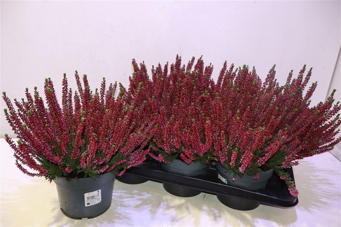 <h4>arr8 Callu Bl Ov Rood</h4>