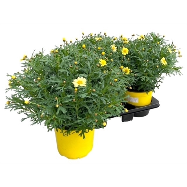 <h4>Argyranthemum Frutescens "struik" - GEEL</h4>