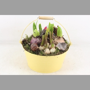 arr4 Bollenmix VL - Emmer yellow 250/2