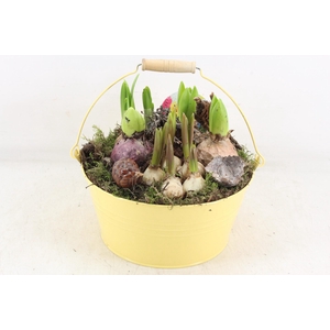 arr4 Bollenmix VL - Emmer yellow 250/2