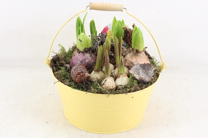 <h4>arr4 Bollenmix VL - Emmer yellow 250/2</h4>