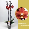 Phalaenopsis grootbloemig 2 tak oranje HR 2-60 G Horizon