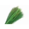 Agrostis Green