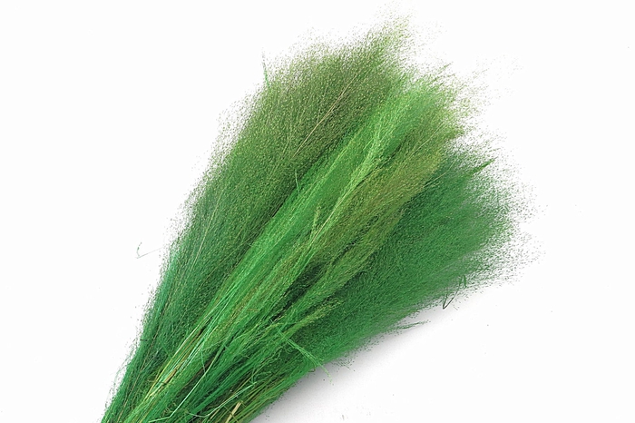 Agrostis Green