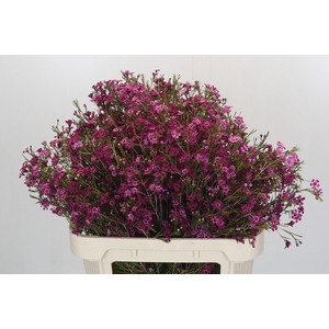 Chamelaucium Purple Rain