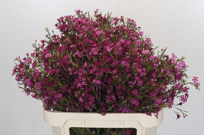 <h4>Chamelaucium Purple Rain</h4>