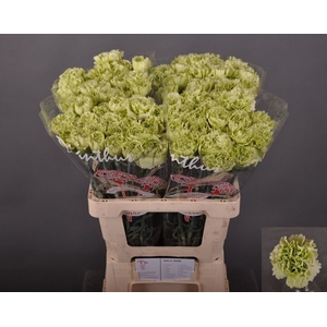 Dianthus st Green Shot