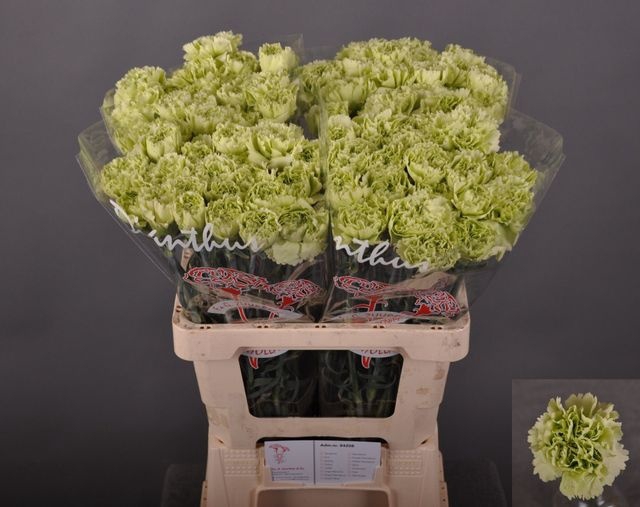 Dianthus st Green Shot