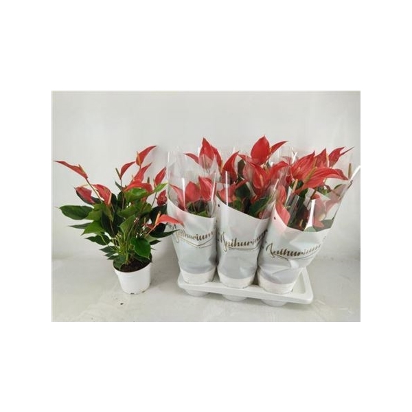 <h4>Anthu An Mille Fleurs Roja ** 8-10 Flowers **</h4>