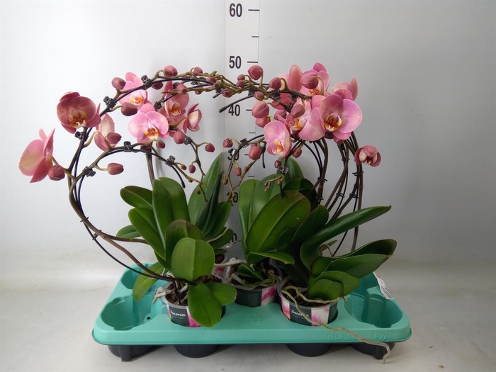 <h4>Phalaenopsis ...</h4>