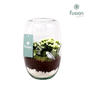 Green Bottle Isabella white met kalanchoe