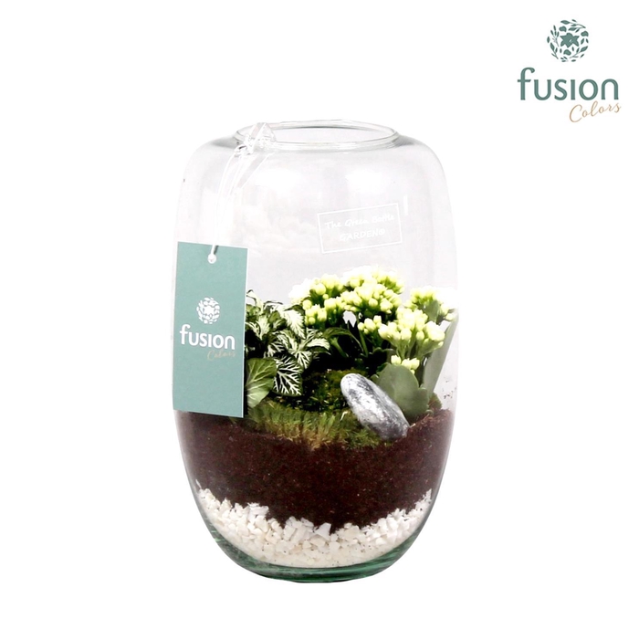 <h4>Green Bottle Isabella white met kalanchoe</h4>