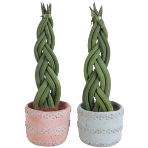 Sansevieria Cylindrica Braided 6 Leaf in Ø10cm Ceramic