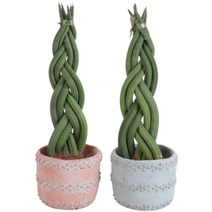 Sansevieria Cylindrica Braided 6 Leaf in Ø10cm Ceramic