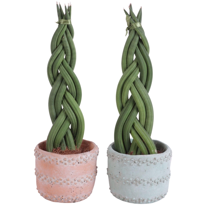 <h4>Sansevieria Cylindrica Braided 6 Leaf in Ø10cm Ceramic</h4>