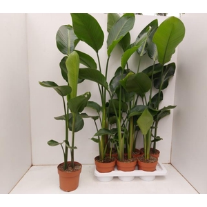 STRELITZIA NICOLAI